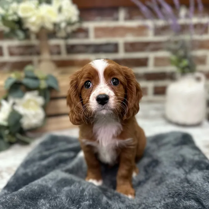 Male Cavapoo puppy for sale at Shake A Paw Union.