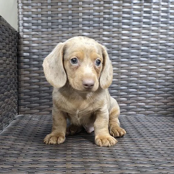Male Dachshund puppy for sale at Shake A Paw Union.