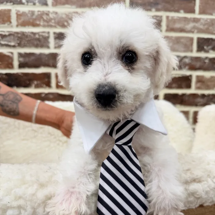 Male Bichon Frise puppy for sale at Shake A Paw Union.