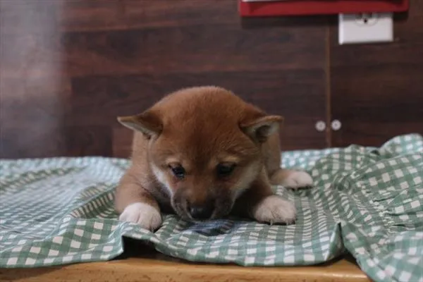 Female Shiba Inu puppy for sale at Shake A Paw Green Brook.