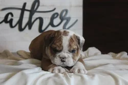 Male English Bulldog puppy for sale at Shake A Paw Green Brook.