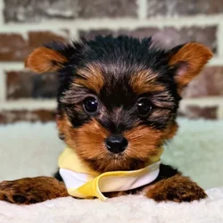 car_main_img_/media/ap_media/pets/FYLXGDCPHHWA19050.webp.250x250_q85.webp