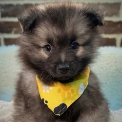 Male Keeshond puppy for sale at Shake A Paw Union.