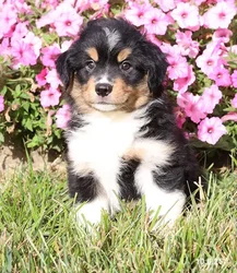 car_main_img_/media/ap_media/pets/GBMIDNWAOQLX23810.webp.250x250_q85.webp