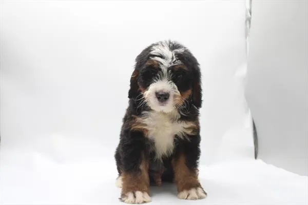 Male Bernedoodle puppy for sale at Shake A Paw Union.