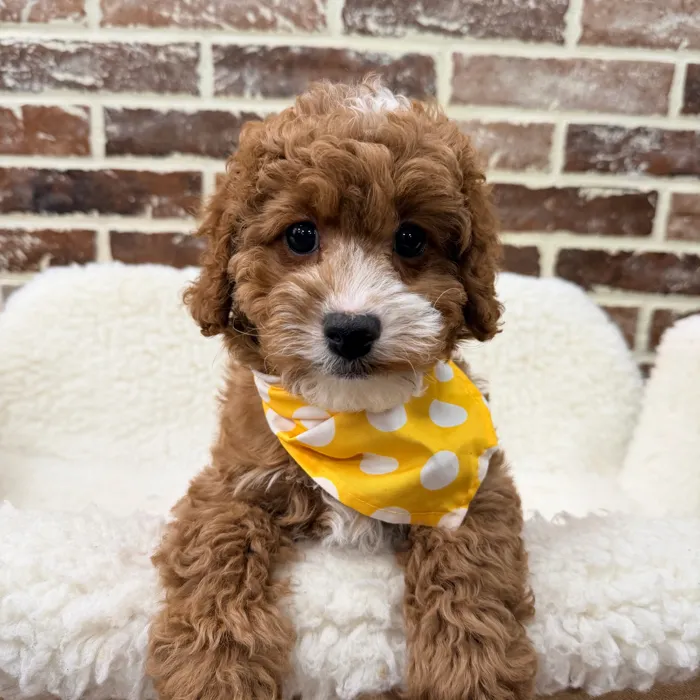Male Cavapoo puppy for sale at Shake A Paw Union.
