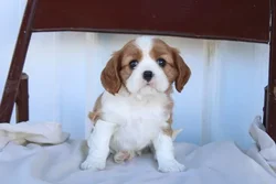 Male Cavalier King Charles Spaniel puppy for sale at Shake A Paw Green Brook.