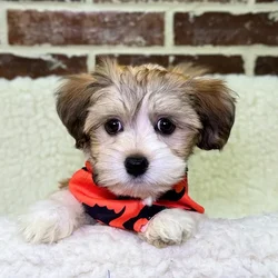 car_main_img_/media/ap_media/pets/GHJDNHQBUTGY23988.webp.250x250_q85.webp