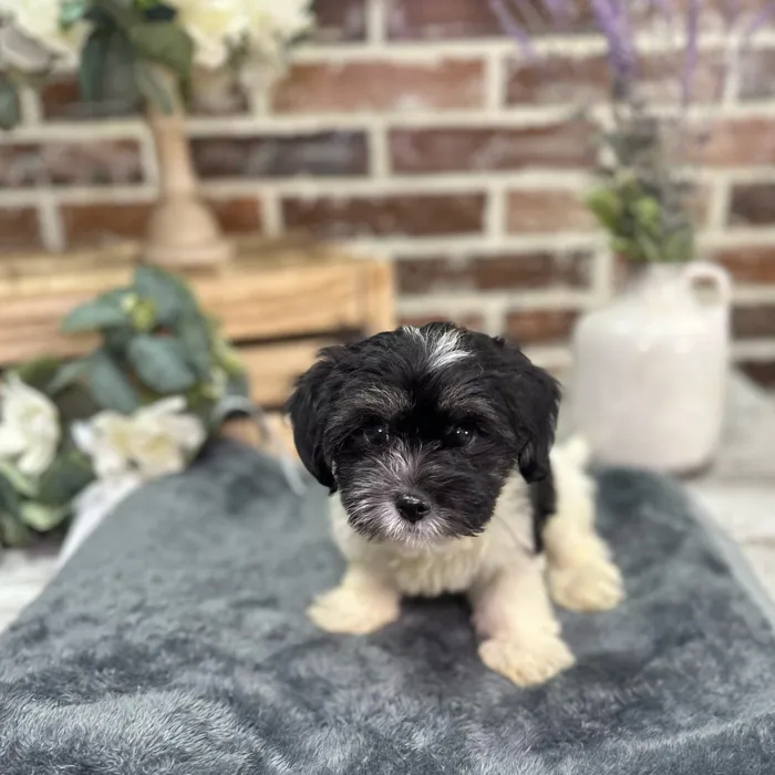Male Coton De Tulear puppy for sale at Shake A Paw Union.