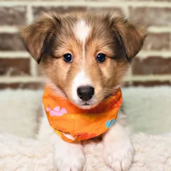 Male Shetland Sheepdog puppy for sale at Shake A Paw Union.