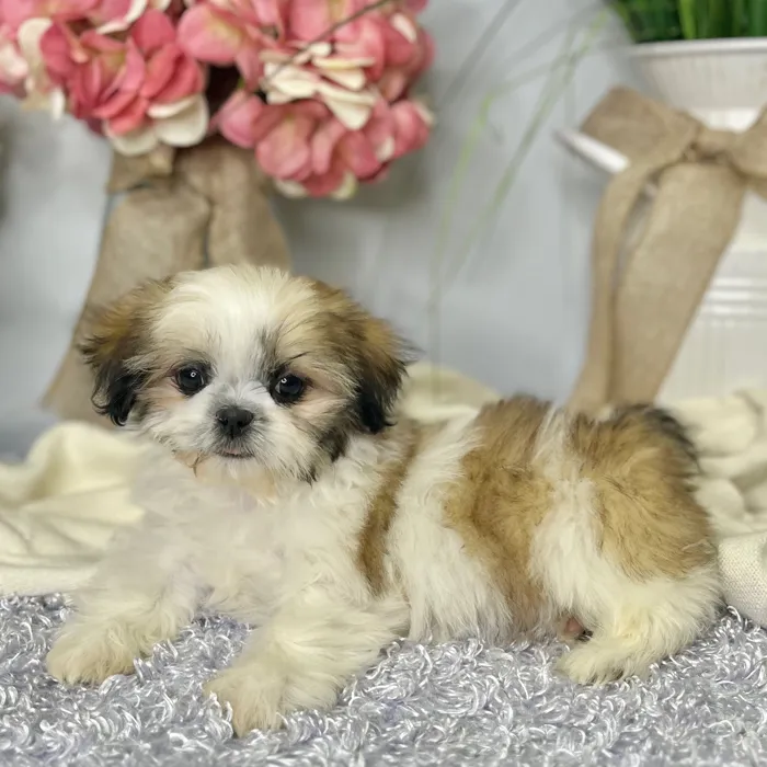 Female Shih Tzu puppy for sale at Shake A Paw Green Brook.