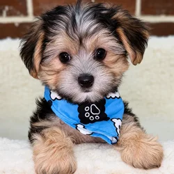 Male Maltese / Yorkie puppy for sale at Shake A Paw Union.