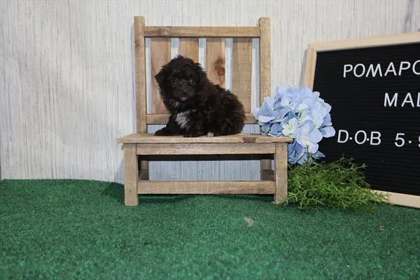 Male Pom-A-Poo puppy for sale at Shake A Paw Union.