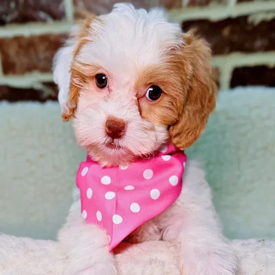 Female Shih Tzu / Poodle puppy for sale at Shake A Paw Union.