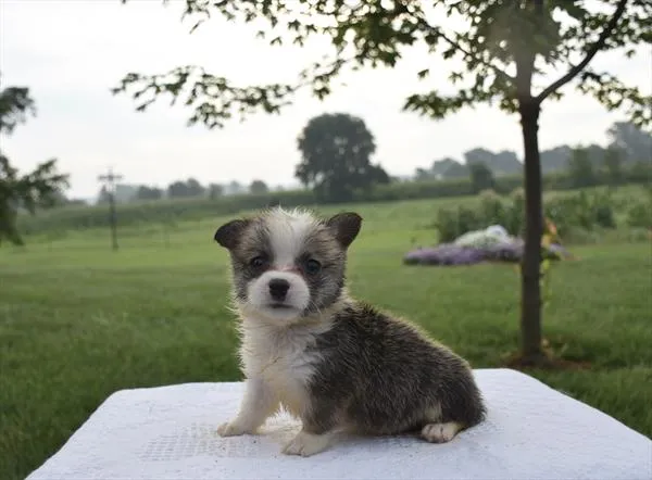 Female Pembroke Welsh Corgi puppy for sale at Shake A Paw Union.