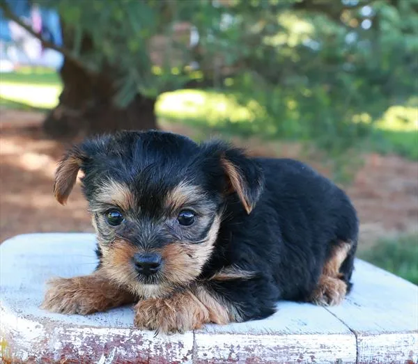 Male Yorkshire Terrier puppy for sale at Shake A Paw Union.