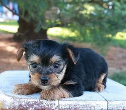 Male Yorkshire Terrier puppy for sale at Shake A Paw Union.