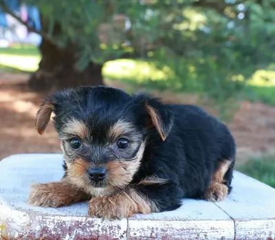 Male Yorkshire Terrier puppy for sale at Shake A Paw Union.