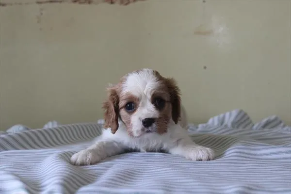 Female Cavalier King Charles Spaniel puppy for sale at Shake A Paw Union.