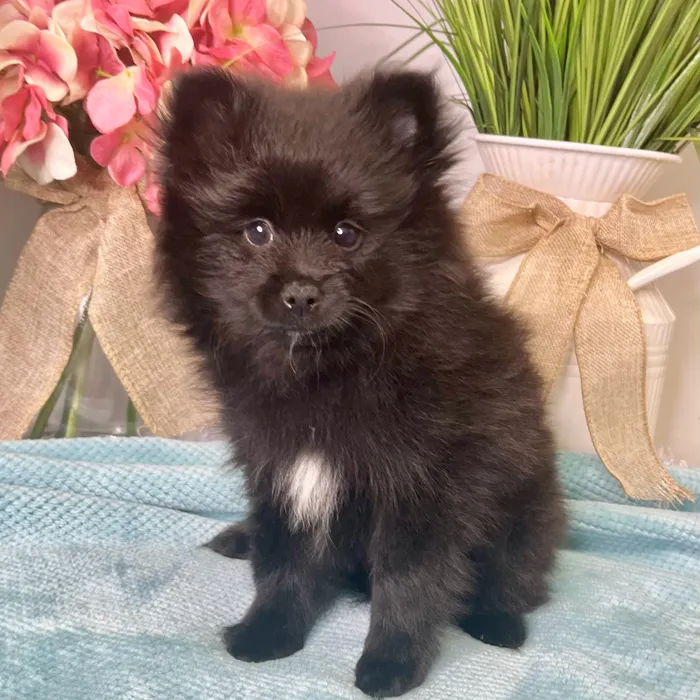 Male Pomeranian puppy for sale at Shake A Paw Green Brook.