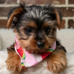 Female Yorkshire Terrier puppy for sale at Shake A Paw Union.