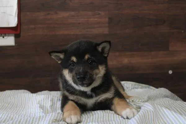 Male Shiba Inu puppy for sale at Shake A Paw Green Brook.
