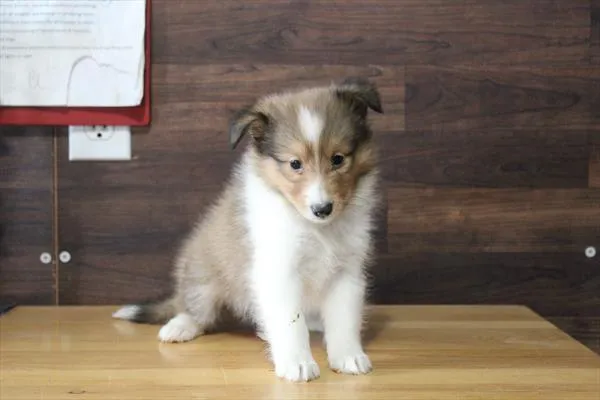 Male Shetland Sheepdog puppy for sale at Shake A Paw Union.