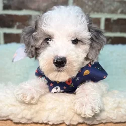 car_main_img_/media/ap_media/pets/HAAPCLOAEKTV23586.webp.250x250_q85.webp