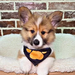 car_main_img_/media/ap_media/pets/HBRASAAPLQRC20842.webp.250x250_q85.webp