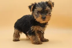 car_main_img_/media/ap_media/pets/HFDLUDFVLCQD23367.webp.250x250_q85.webp