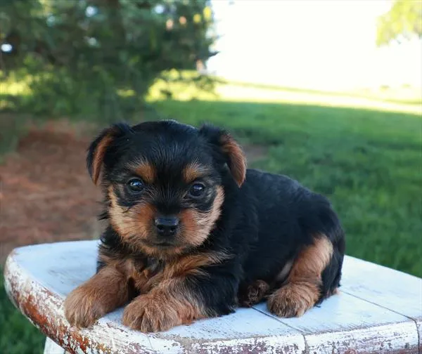 Female Yorkshire Terrier puppy for sale at Shake A Paw Union.
