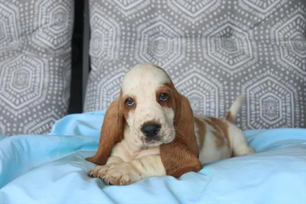 Male Basset Hound puppy for sale at Shake A Paw Union.