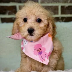 car_main_img_/media/ap_media/pets/HFROTSGKIDNF40722.webp.250x250_q85.webp