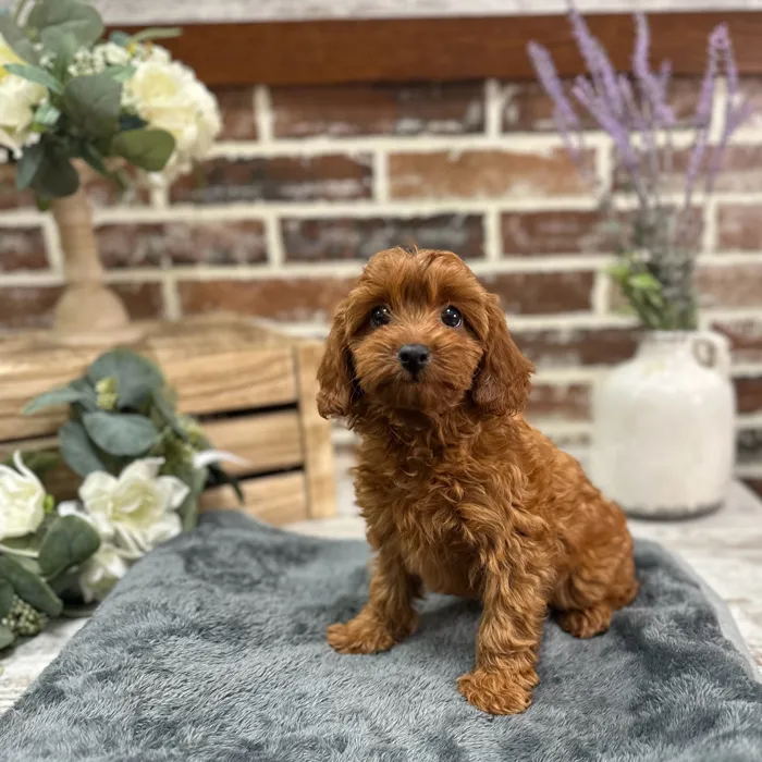 Female Cavapoo puppy for sale at Shake A Paw Union.