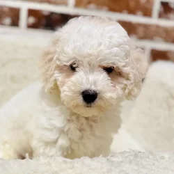 car_main_img_/media/ap_media/pets/HHOUUUIVRWLV21911.webp.250x250_q85.webp