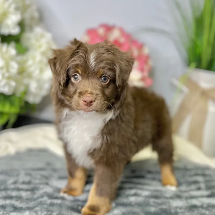 Male Mini Australian Shepherd puppy for sale at Shake A Paw Green Brook.