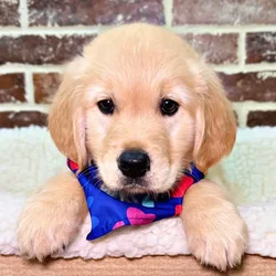car_main_img_/media/ap_media/pets/HKOQJOASYMQG20264.webp.250x250_q85.webp