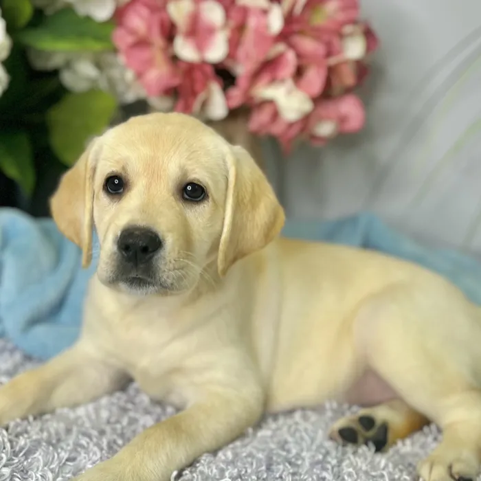 Female Labrador Retriever puppy for sale at Shake A Paw Green Brook.