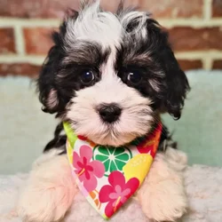 Female Havanese puppy for sale at Shake A Paw Union.