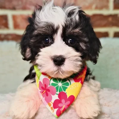 Female Havanese puppy for sale at Shake A Paw Union.