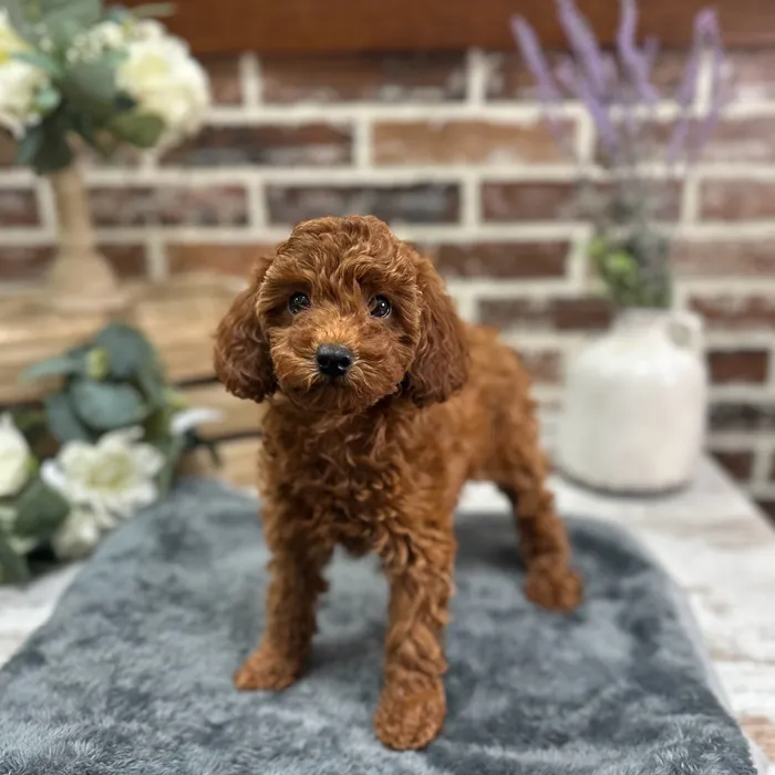 Female Cavapoo puppy for sale at Shake A Paw Union.