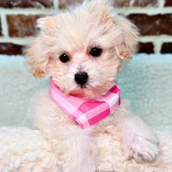 car_main_img_/media/ap_media/pets/HRIWNEZAMLPE23021.webp.250x250_q85.webp