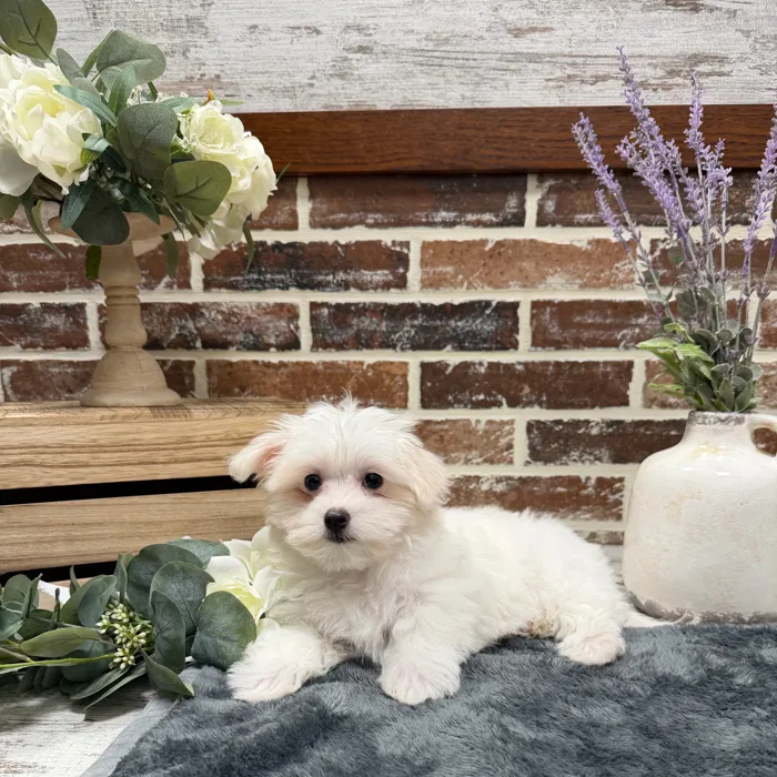 Female Maltese puppy for sale at Shake A Paw Union.