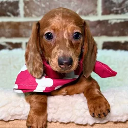 car_main_img_/media/ap_media/pets/HTHVHTBQRADQ20276.webp.250x250_q85.webp
