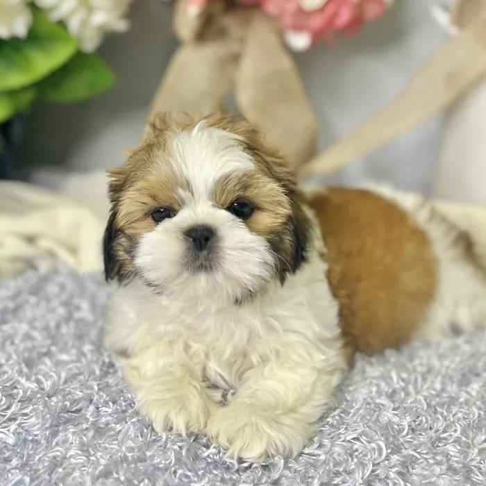 Female Shih Tzu puppy for sale at Shake A Paw Green Brook.