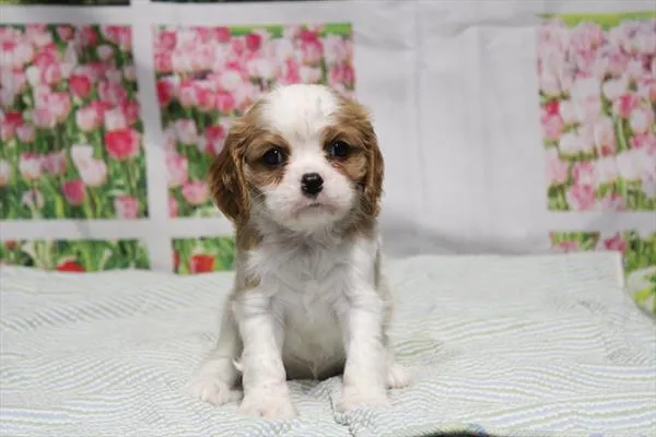Male Cavalier King Charles Spaniel puppy for sale at Shake A Paw Green Brook.
