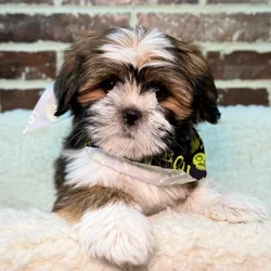 car_main_img_/media/ap_media/pets/ICXQRJHWUTZU23575.webp.250x250_q85.webp
