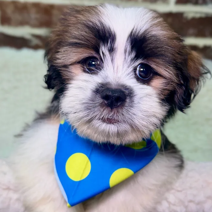 Male Havanese / Shih Tzu puppy for sale at Shake A Paw Union.