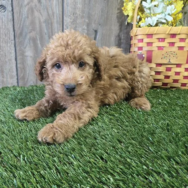 Male Mini Goldendoodle 2Nd Gen puppy for sale at Shake A Paw Union.