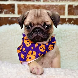 car_main_img_/media/ap_media/pets/IHUGFNGRRQDH23758.webp.250x250_q85.webp